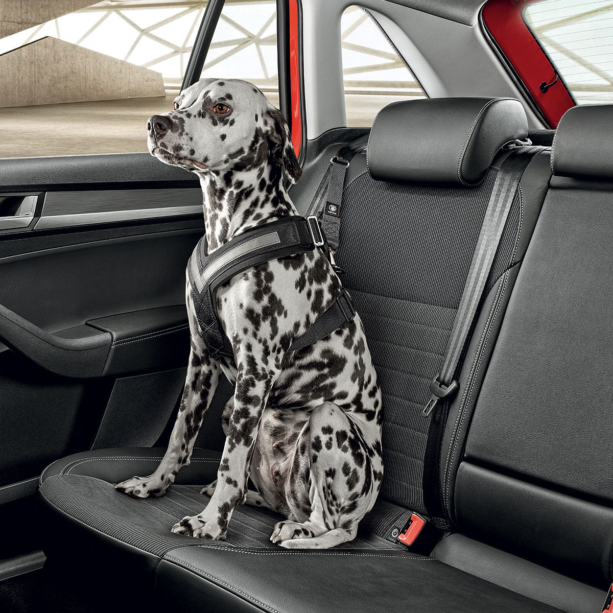 Dog safety belt - M