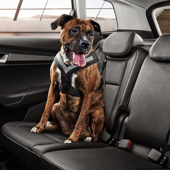 Dog safety belt - S