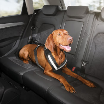 Cintura di sicurezza per cani