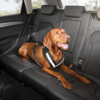 Safety harness for dogs (medium)