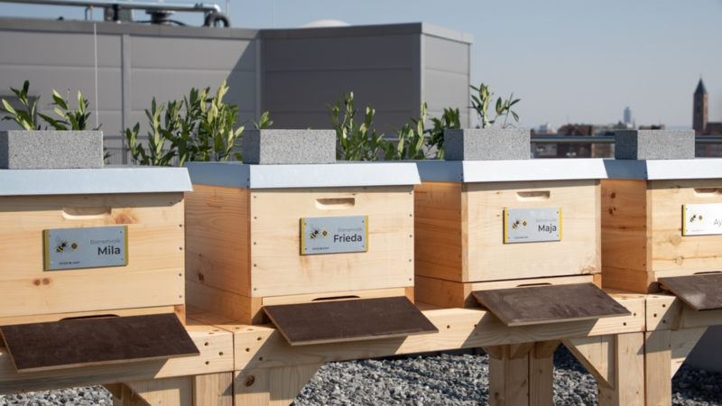 Holz-Bienenstöcke mit Metallschilder 'Bienenvolk Mila, Frieda, Maya, Aya' bei sonnigem Himmel
