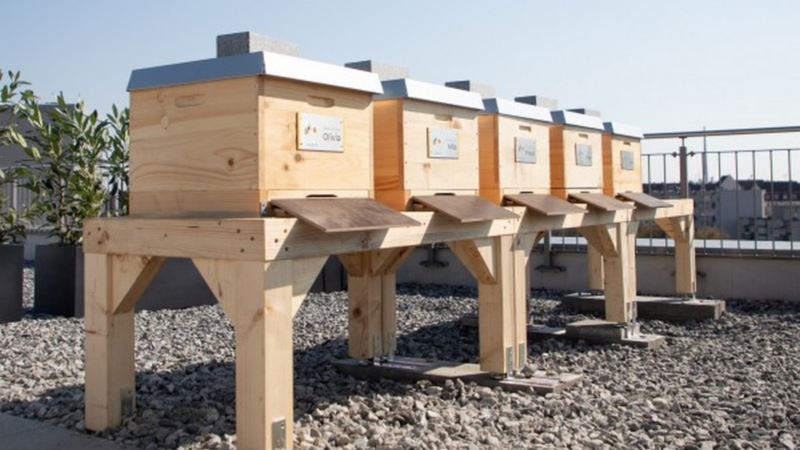 Holz-Bienenstöcke mit Metallschilder 'Bienenvolk Mila, Frieda, Maya, Aya' bei sonnigem Himmel