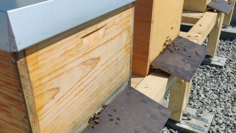 Holz-Bienenstöcke mit Einflugschneisen, Bienen fliegen ein und aus, auf Kiesboden