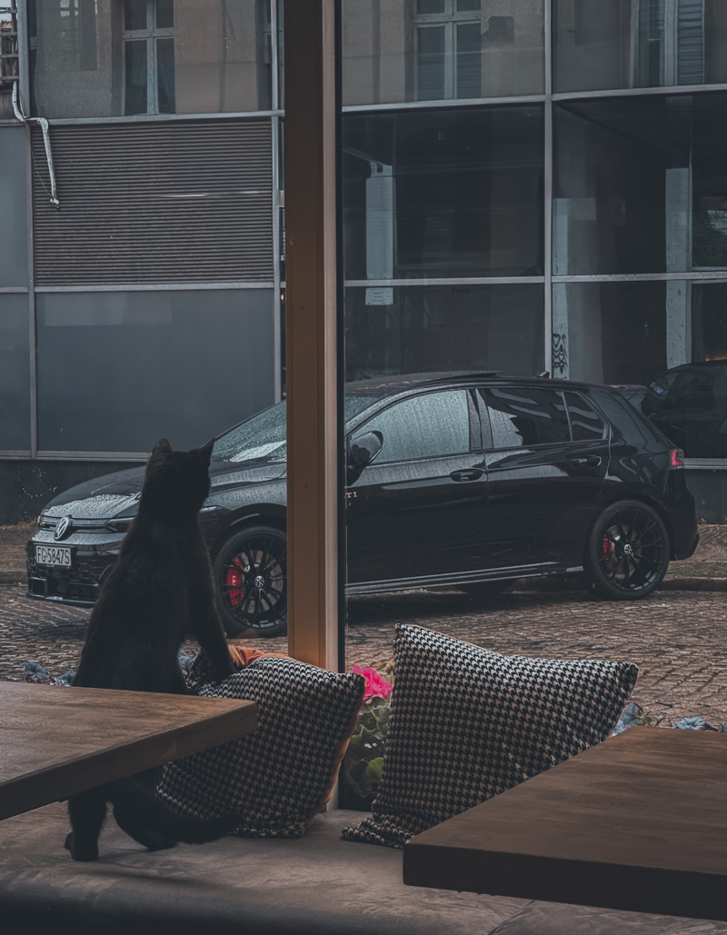 Za oknem czarny Volkswagen, na pierwszym planie kot.