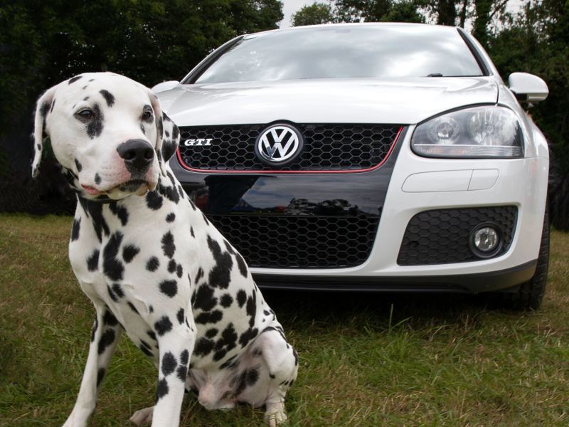 Volkswagen MK5 Golf with Dalmatian User Generated Content 