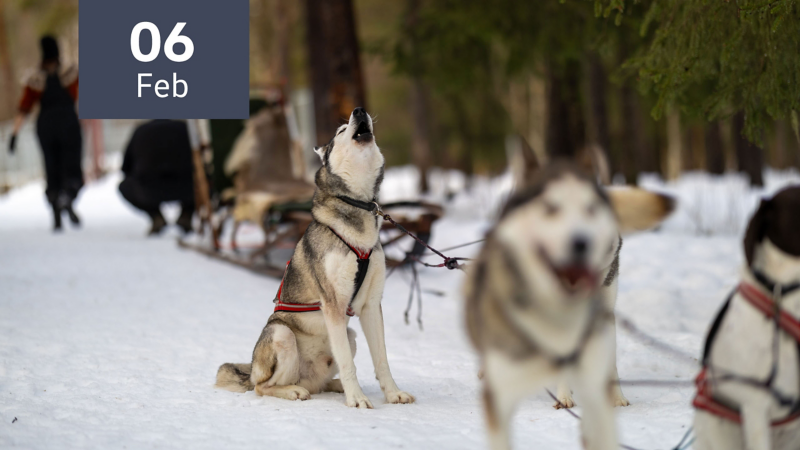Schlittenhunde inkl. Schlitten im verschneiten Wald, Fokus auf heulenden Husky