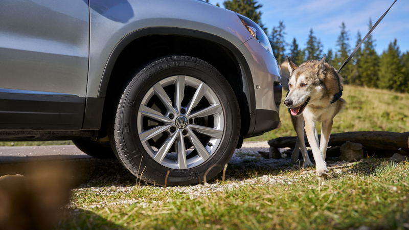 Gros plan sur une roue avec jante d’un VW Tiguan 1 avec un chien à côté