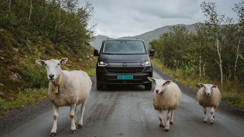 vw transporter varebil sett forfra bak noen geiter