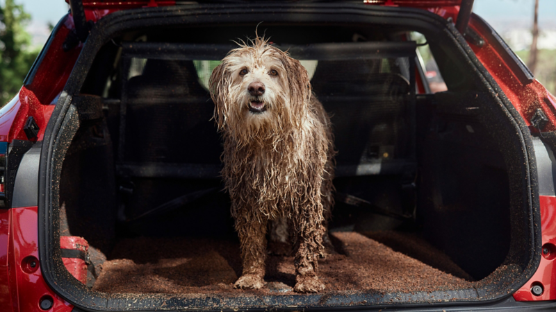en hund står i bagasjerommet i en vw id4