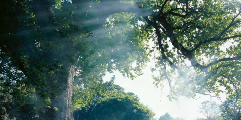 Un bosco verdeggiante - Riciclo vetture fuori uso Volkswagen.