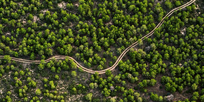 Winding road leads through a dense forest