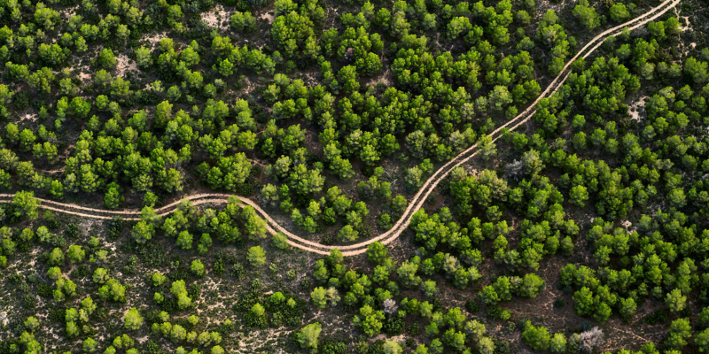 Winding road leads through a dense forest