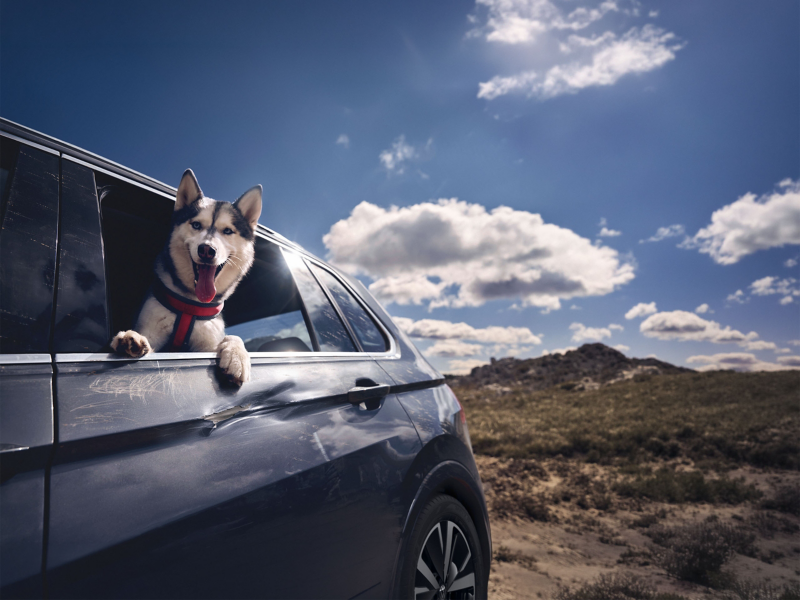 Hund schaut aus VW Auto, im Hintergrund eine Landschaft