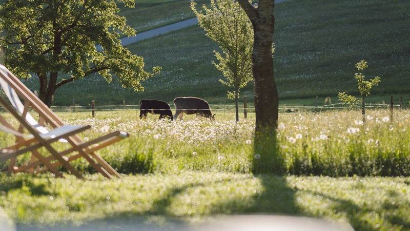 Zwei Kühe grasen auf einer grünen, blumenbedeckten Wiese.