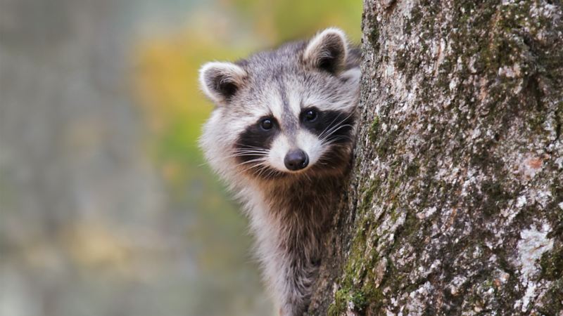 A raccoon peering out from behind a tree