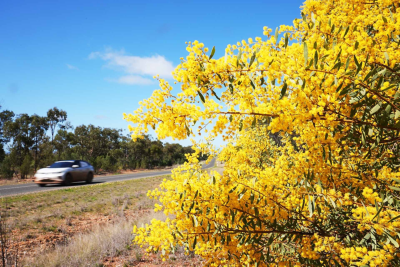 Close up of yellow shrub with ID.4 driving past