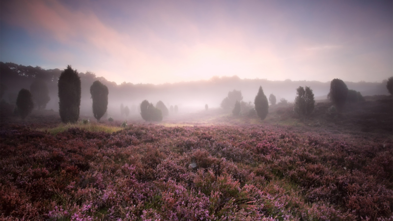 Panorama of the Lüneburg Heath in the twilight