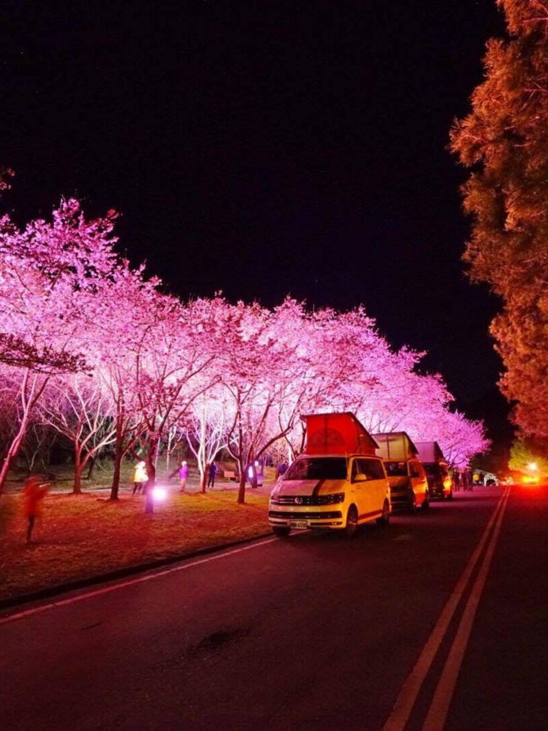 California車主聚會，接龍停在有打燈的夜櫻樹旁