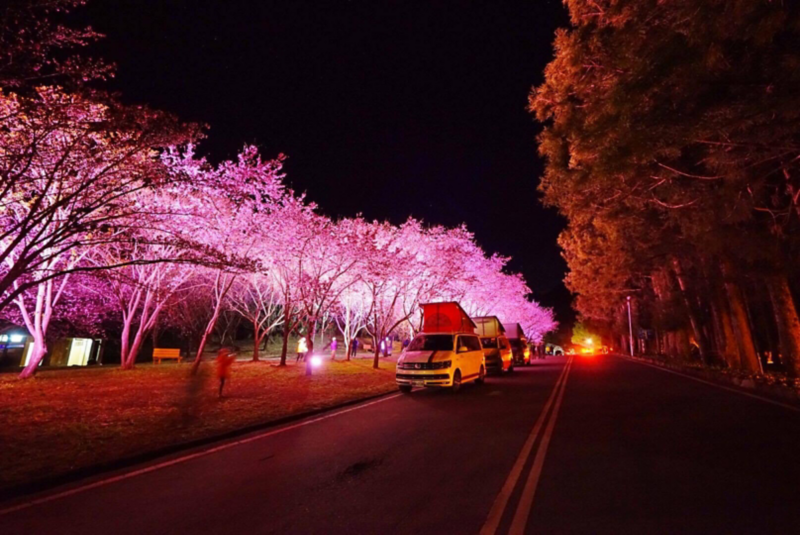 California車主聚會，接龍停在有打燈的夜櫻樹旁