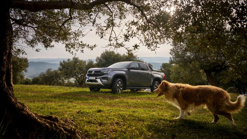 VW Amarok steht auf einer Wiese umgeben von Apfelbäumen. Im Vordergrund läuft ein Hund durchs Bild.