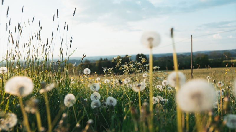 Eine sommerliche Wiese voller Pusteblumen, die im Sonnenlicht leuchten.