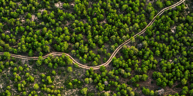 Winding road leads through a dense forest