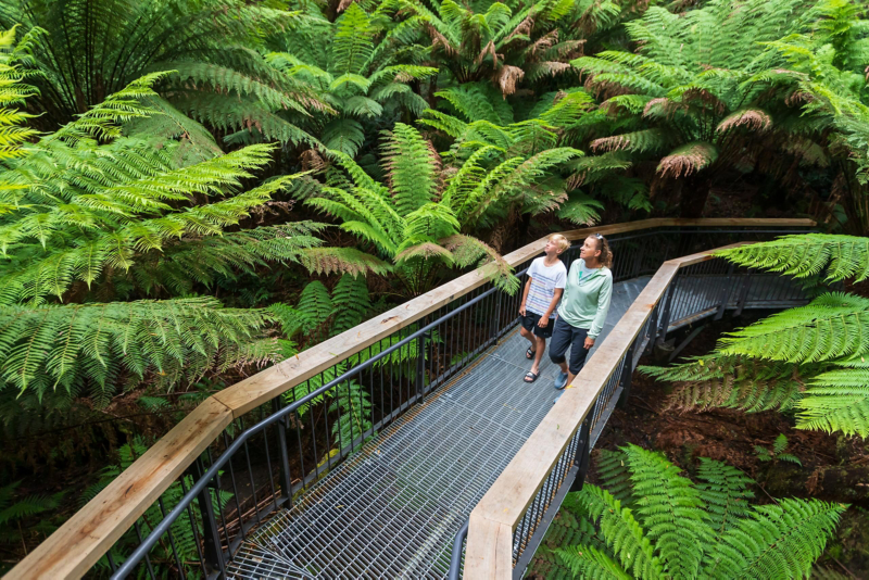 Walking through rainforest path