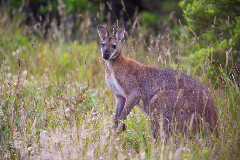 Kangaroo in field