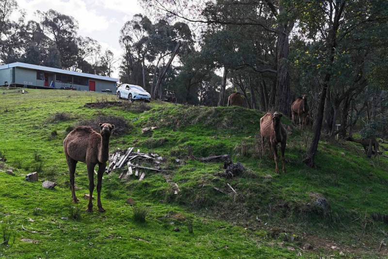 Camels on mountainous land