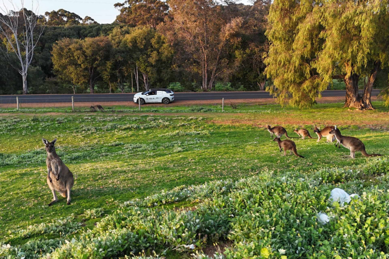 Kangaroos on grass with ID.4 driving on road in background
