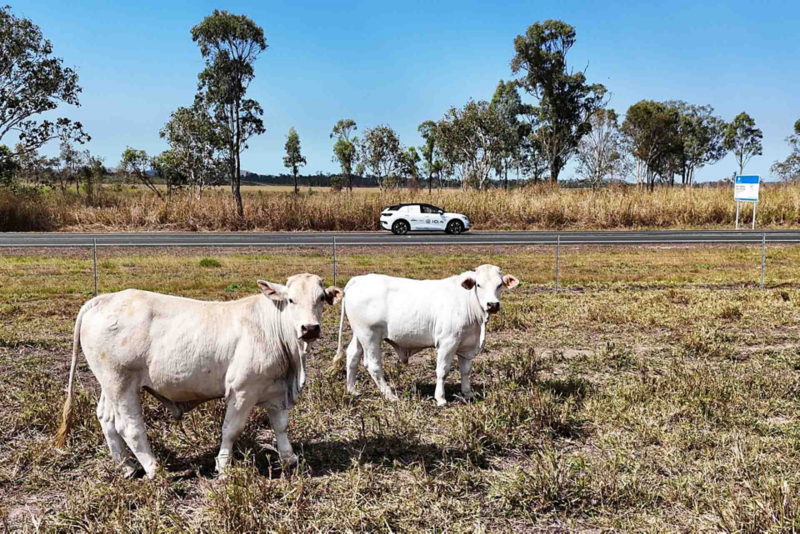 Two cows facing the camera with the ID.4 car driving in background