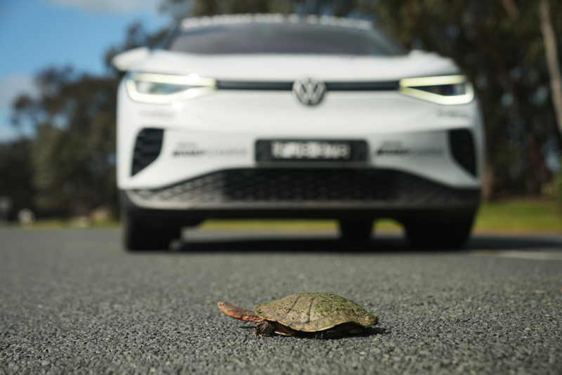Tortoise crossing road