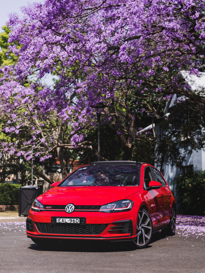 Red Golf GTI parked under a blooming jacaranda tree
