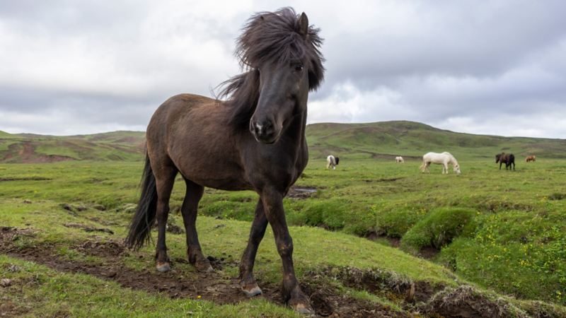 Un cheval islandais trapu