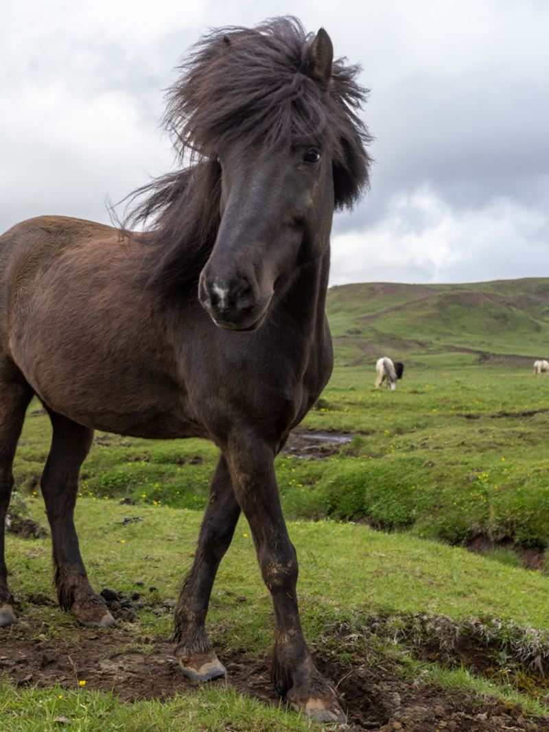 Ein stämmiges Island Pferd