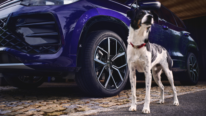 Hund mit schwarz-weißem Fell neben blauem VW Tayron