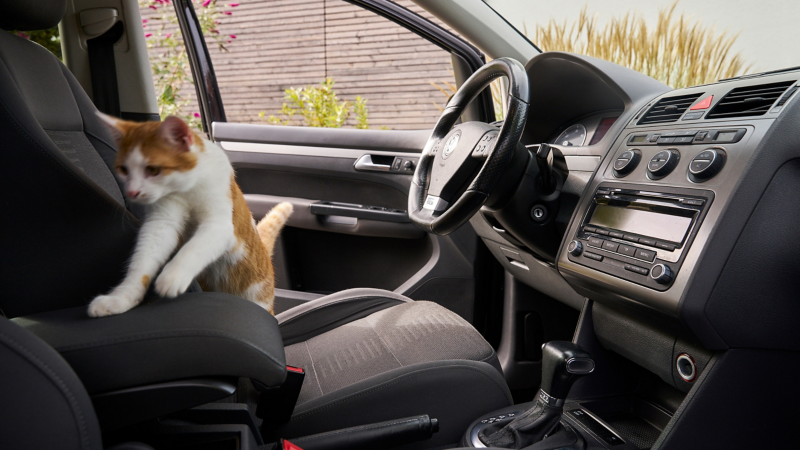 Chat à l’intérieur d’un VW Touran 1