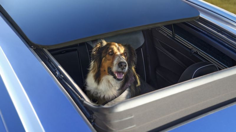 The 2024 Volkswagen Atlas Cross Sport features a panoramic sunroof and front seats with the dog looking out of the car