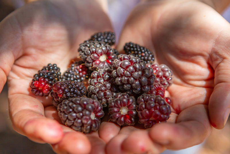 close up image of a hand holding raspberries