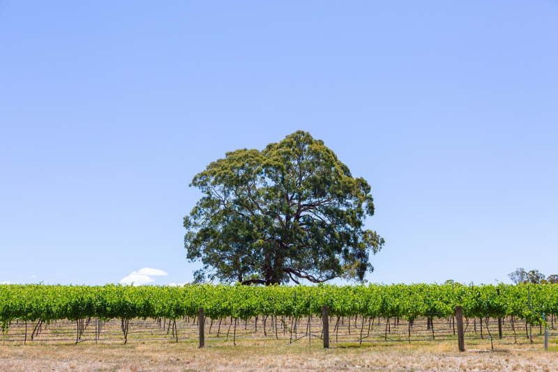 View of vineyards and blue sky