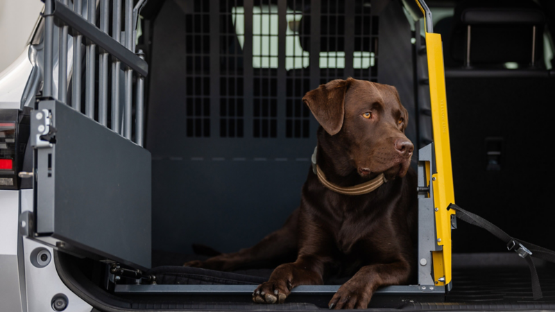 En brun hund ligger i en öppen hundbur i bakluckan på en Volkswagen