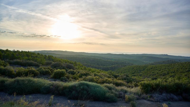 Zonsopgang boven een dicht bos – VW-recyclage