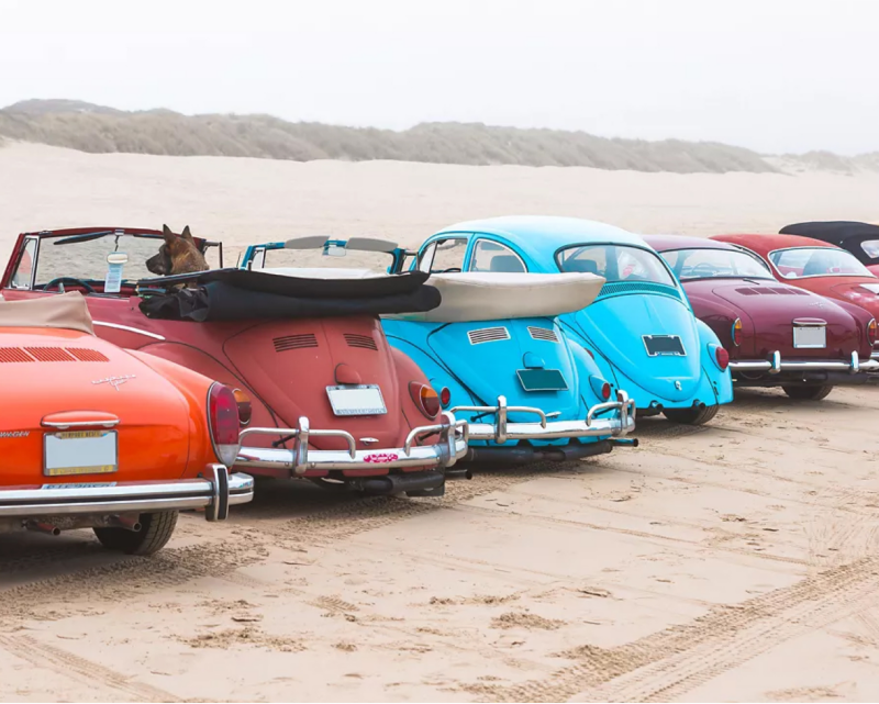 VW beetles lined up near beach.