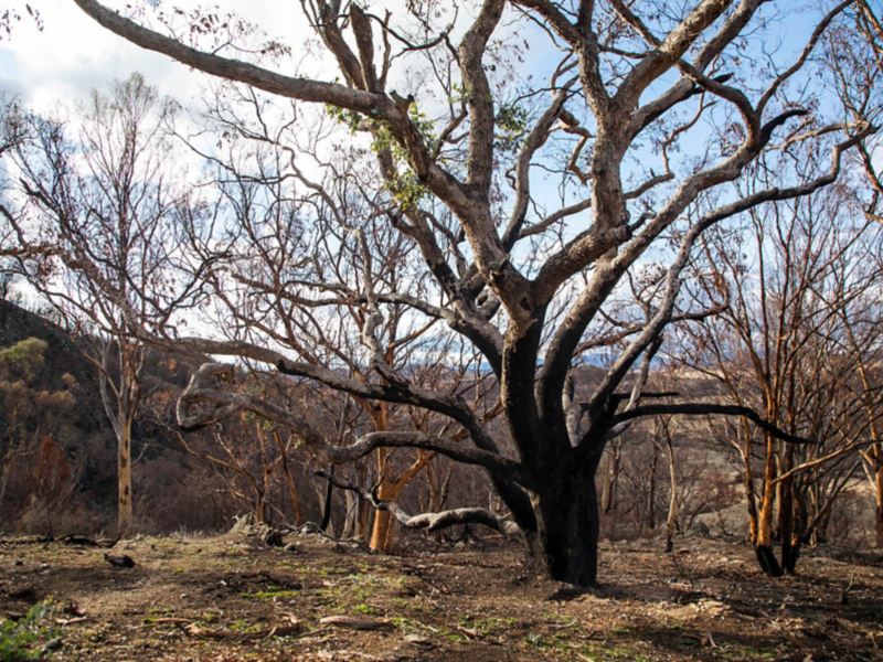 Verbrannte Bäume und Sträucher im Australischen Busch