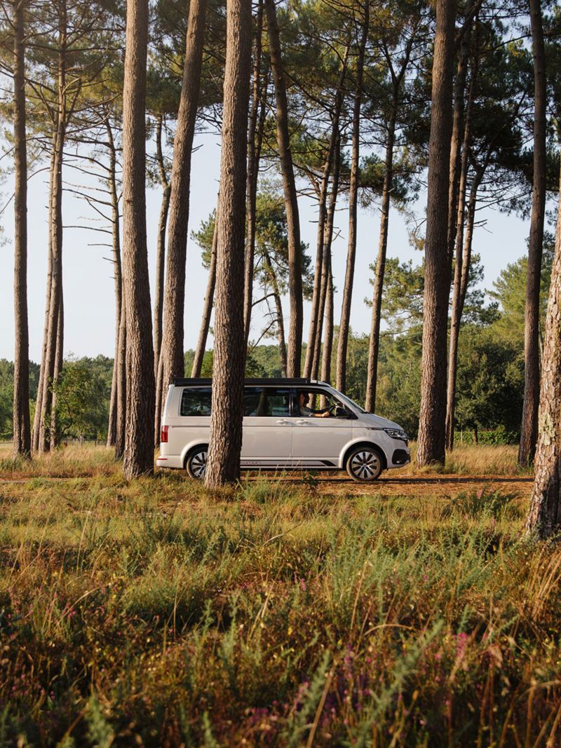 VW California 6.1 sur les routes en forêt vue de côté