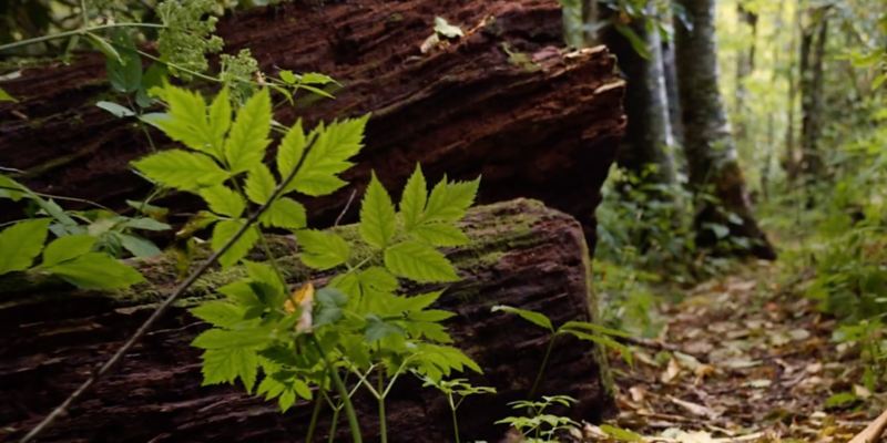 A giant tree trunk rests on the forest floor with leaves sprouting up around it. 