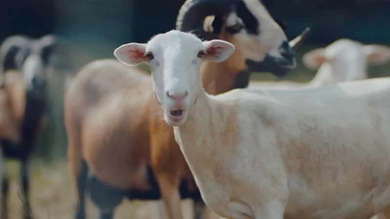 Sheep surrounded by green pasture at VW Chattanooga facility.