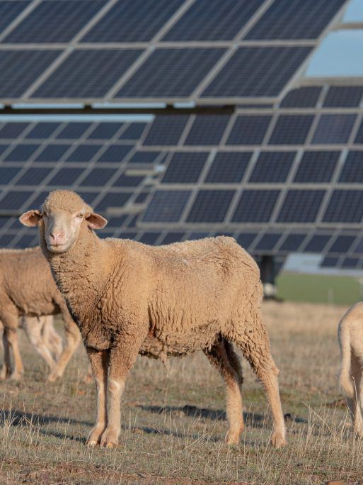 Foto de Adobe Stock de Joe McUbed que muestra ovejas pastando en una granja solar de Volkswagen en Chattanooga que minimiza los riesgos de erosión. 