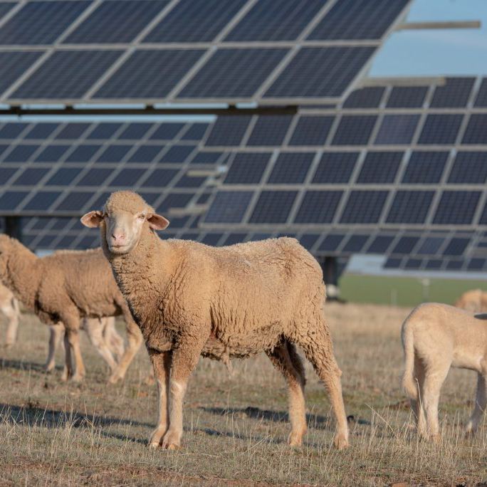 Adobe Stock Photo by Joe McUbed depicting sheep grazing on a Volkswagen solar farm in Chattanooga which minimizes erosion risks. 