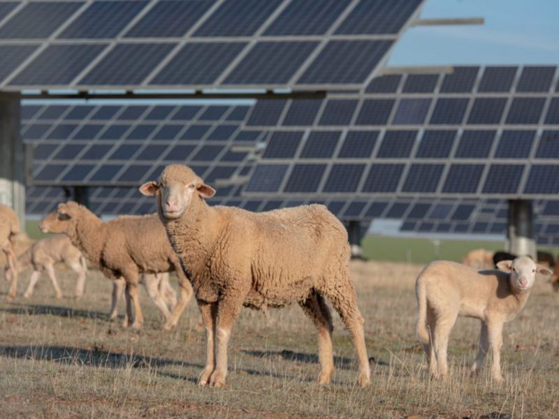 Foto de Adobe Stock de Joe McUbed que muestra ovejas pastando en una granja solar de Volkswagen en Chattanooga que minimiza los riesgos de erosión. 